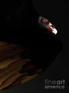 Something For The Vultures On Your Christmas Holiday Gift List . By Wingsdomain.com